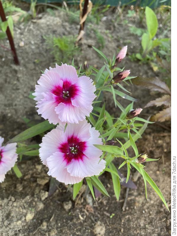 Радуют гвоздички