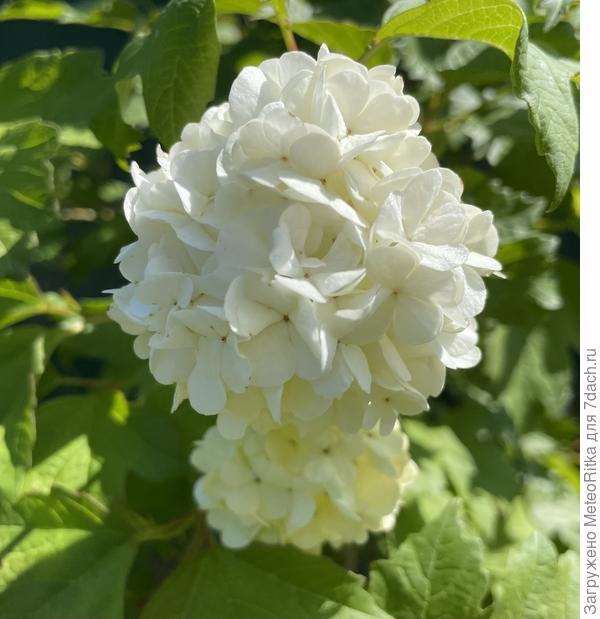 Малышка Бульденеж тоже старается не отставать от соседей