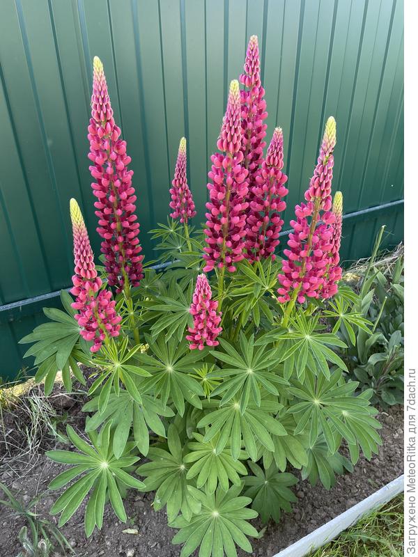 Люпины цветут