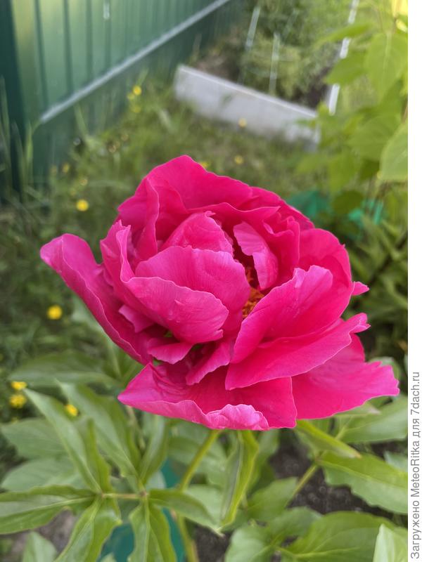 Открывается первый пион