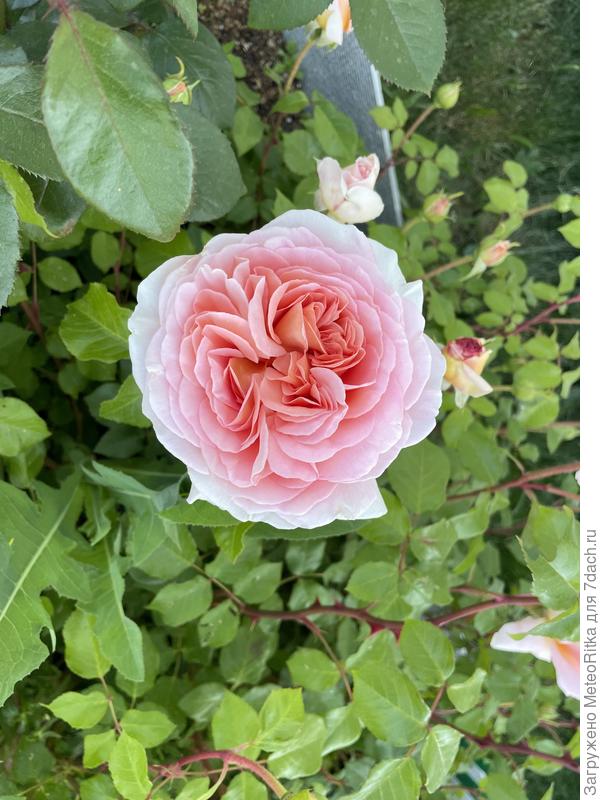 Абрахам Дерби лучше всех перезимовала, поэтому первая зацвела в этом году 😍