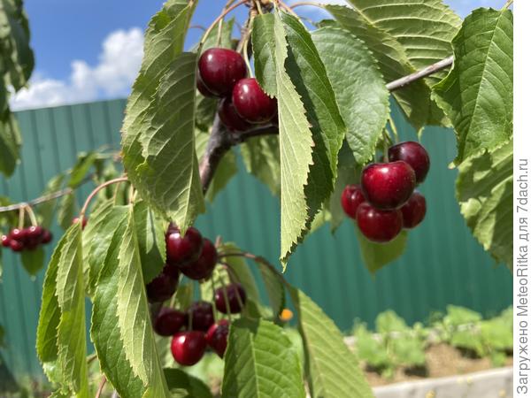 Черешня была хороша!