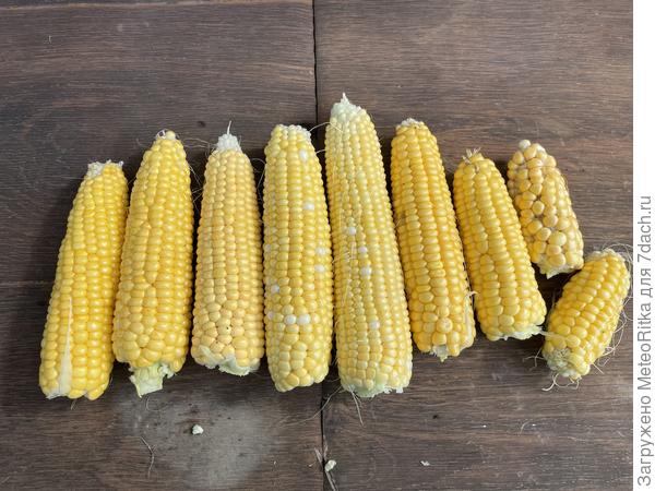 Кукуруза в этом году хорошая получилась.