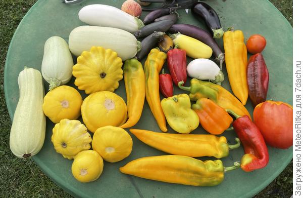 Урожай не дает расслабиться.😁