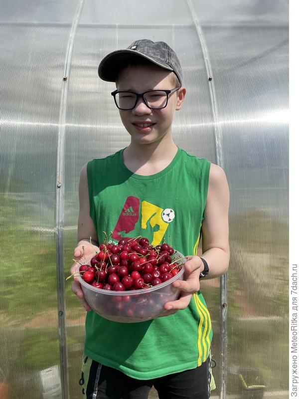 Черешня Ленинградская черная в этом году порадовала.🤩