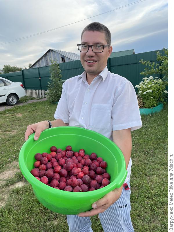 Кубанская комета накормила отменной алычой