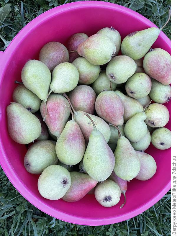 Духмяная накормила всех в этом году отменными грушами.