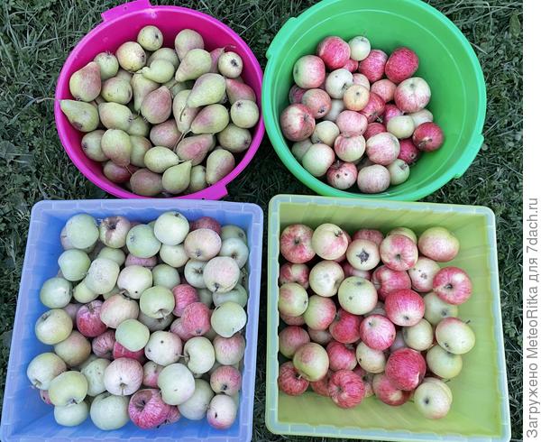 Летние яблони отдали урожай