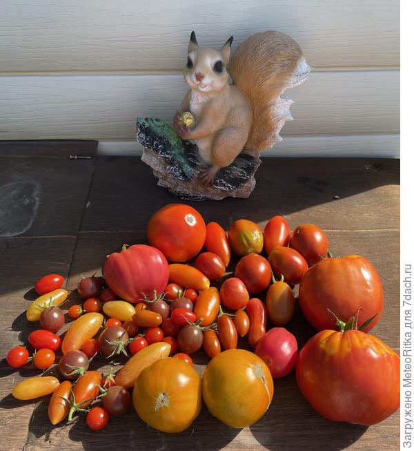 Утренний урожай