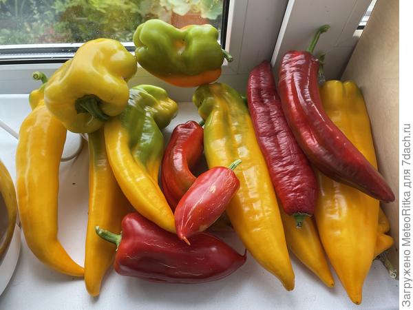 В прошлом году перцы очень порадовали!