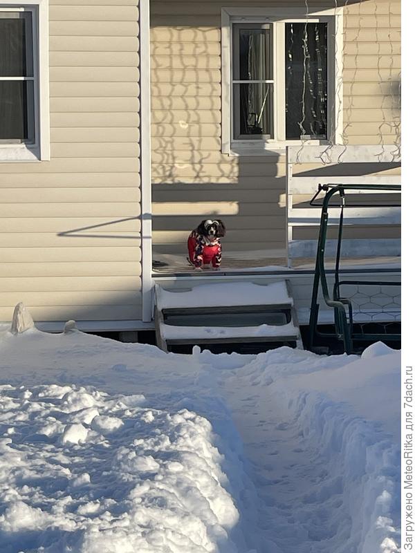 Собачка тоже ждет весну!😃