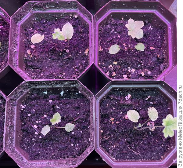 Малыши дельфиниумы «Король Артур»