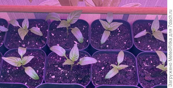 Ранние перцы, посев от 27.02