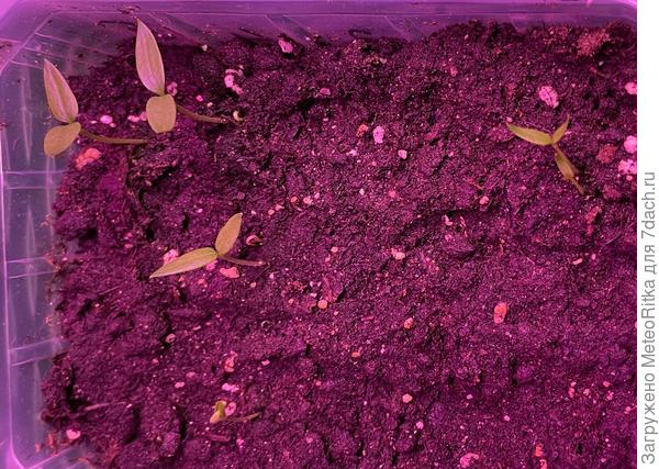 Поздние перцы, пересев 27.02.