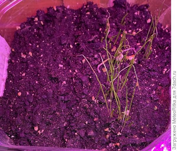 Порей мой. Тут всходит, а тут не всходит.😂