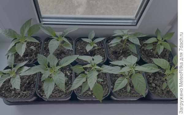 Острые, декоративные перчики