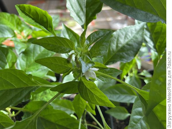 Медуза оказалась самой торопыгой.