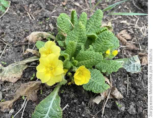 Люблю примулы