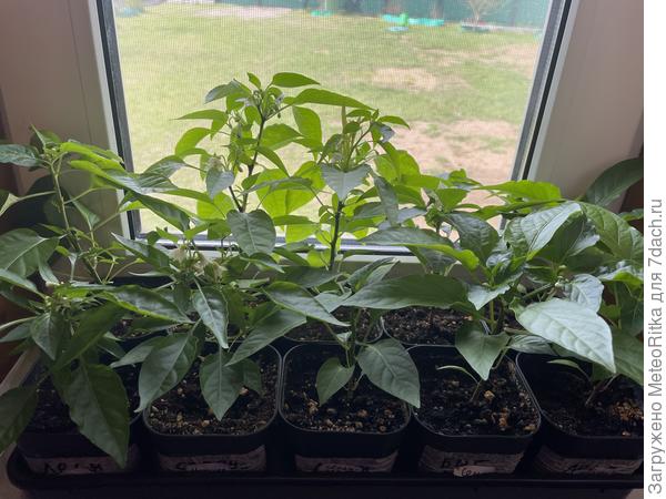 Беженцы от заморозков😁