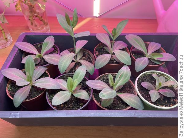 Прищипывать или нет?🤔