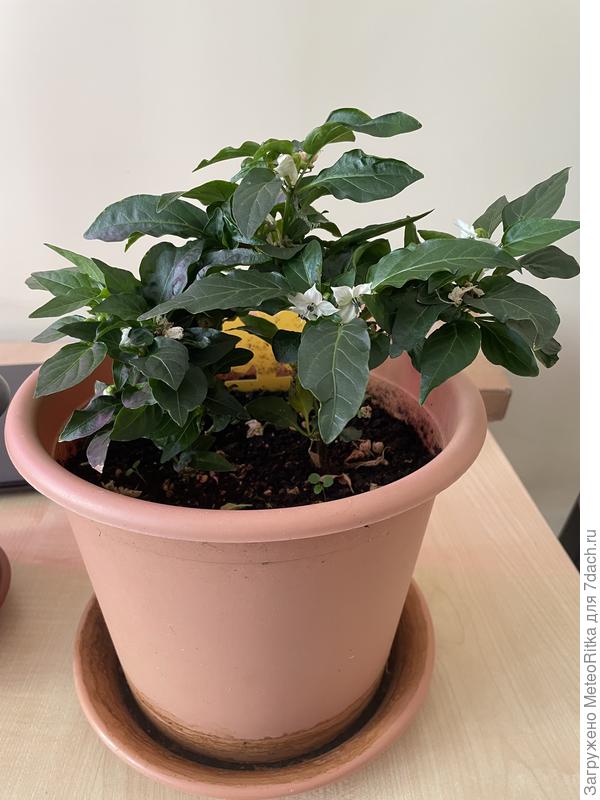 Семицветик