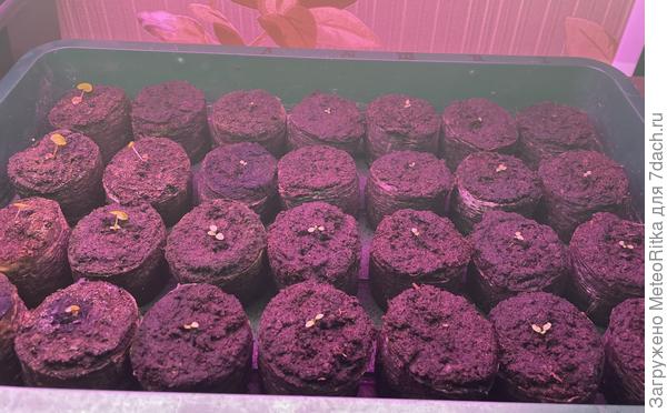 Петунии, посев от 26.01