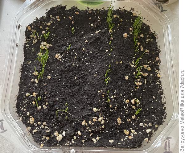 Потихоньку вылезает на свет Божий, посев от 2.02