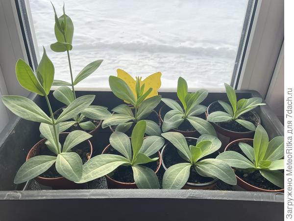 Явно просятся на пересадку.