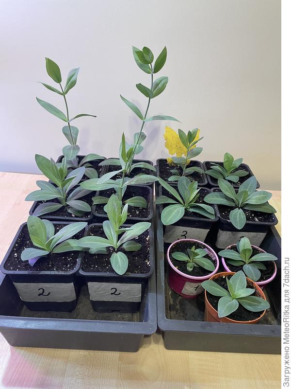 Посев от 19.11.2025