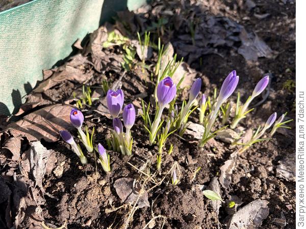 Вестники весны