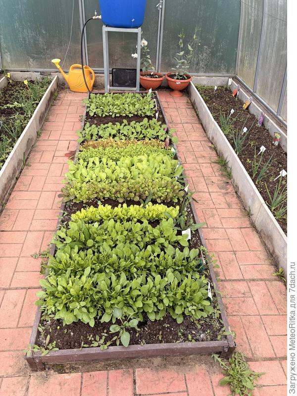 Зеленушка зеленеет