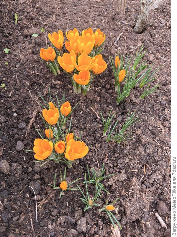 Крокусы в этом году просто невероятно яркие