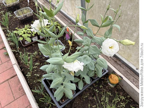 Эустомы колосятся