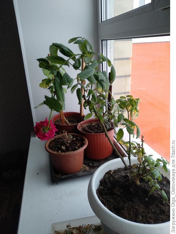 Это всё она же.