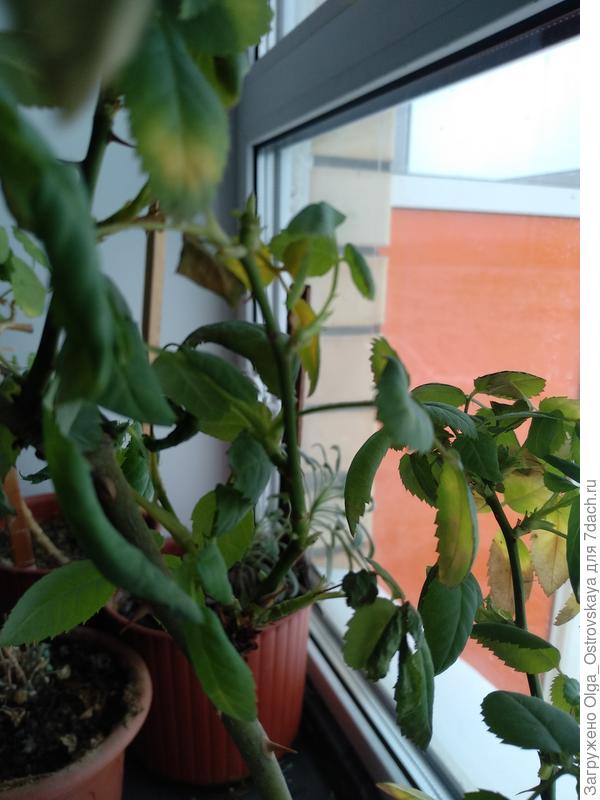 Это более живая роза, та, что цветет. Листья скручиваются, вянут, желтеют.