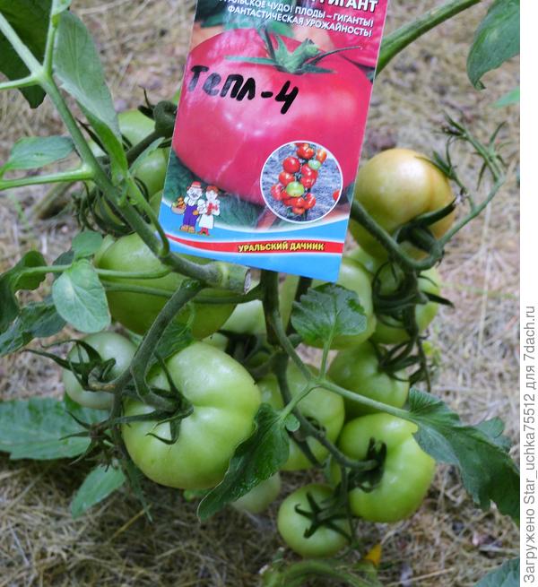 &amp;quot;Уральский гигант&amp;quot;