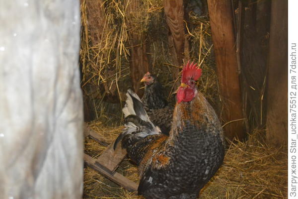 хотели &amp;quot;сфоткать&amp;quot; козу, но тут &amp;quot;фейс контроль&amp;quot;не пускают...