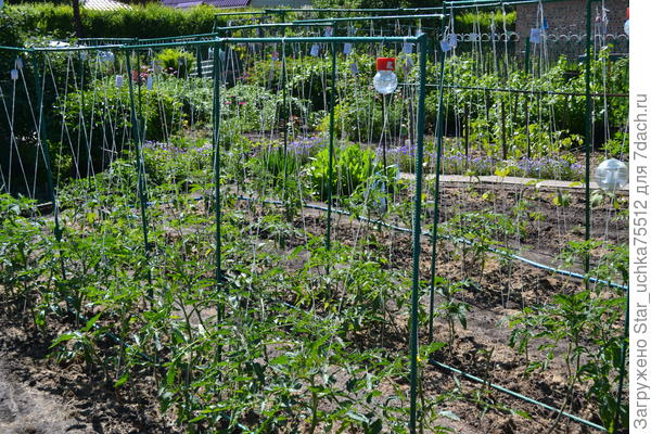 середина июня.