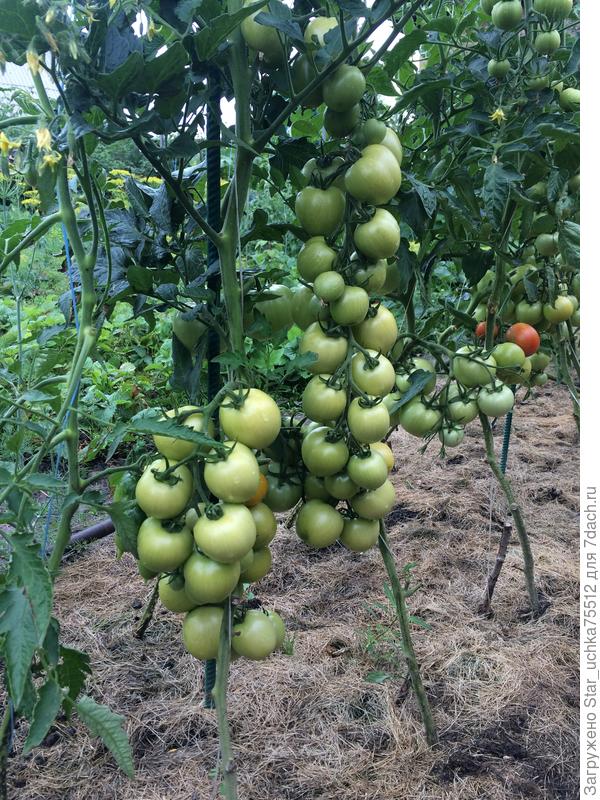 конец июля.