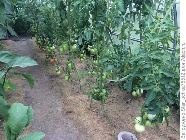 середина июля.