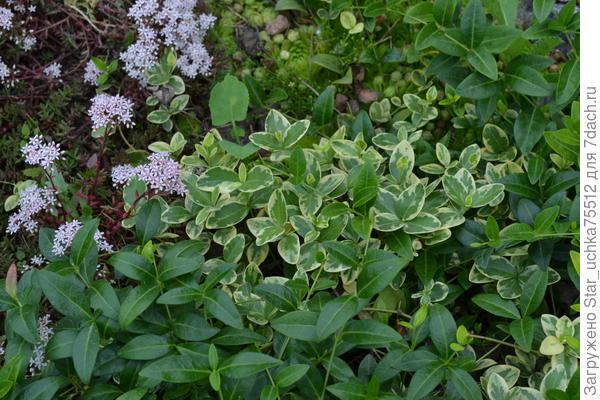 Есть ещё и вариегатный.