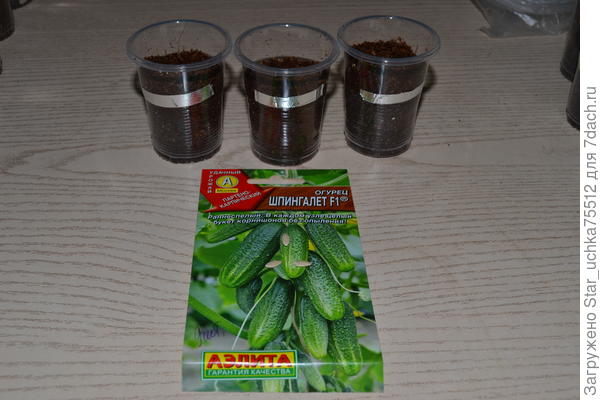 семена