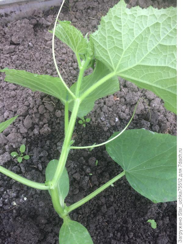 Вот выщипала всё.