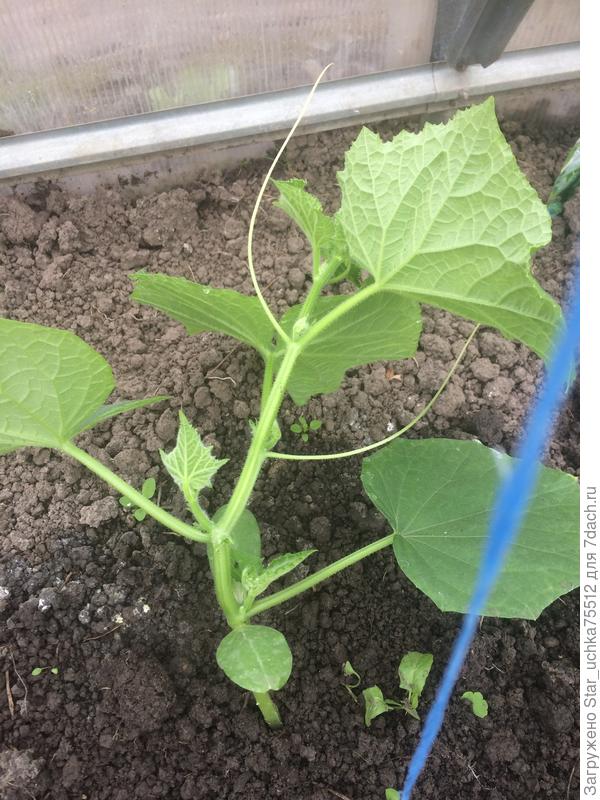 Вот с пасынками и зачатками огурцов.