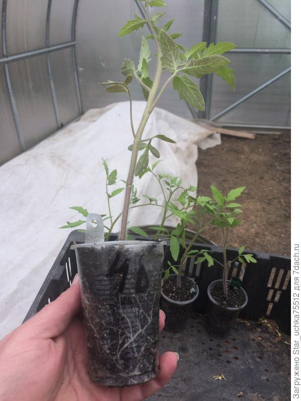 приехали на дачу 09.05.2019