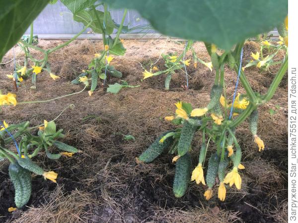 Кураж начало 2019 пожадничала не удалила первые плодики...