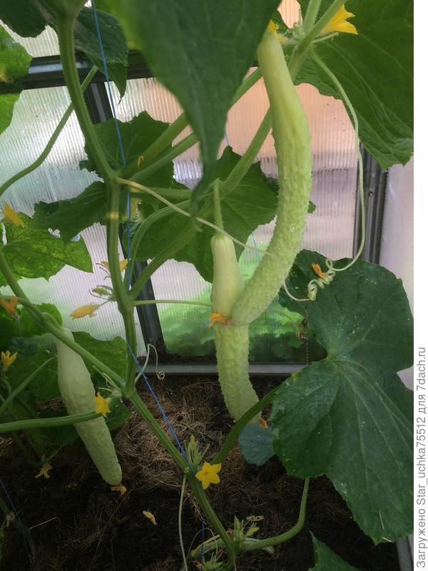 Белый змей искуситель...