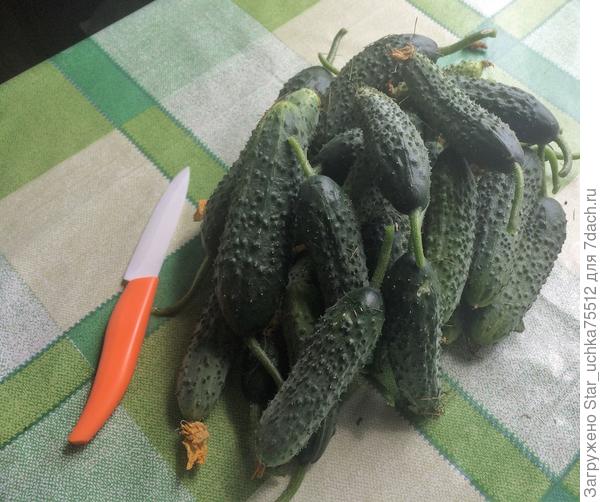 вот и первый урожай...