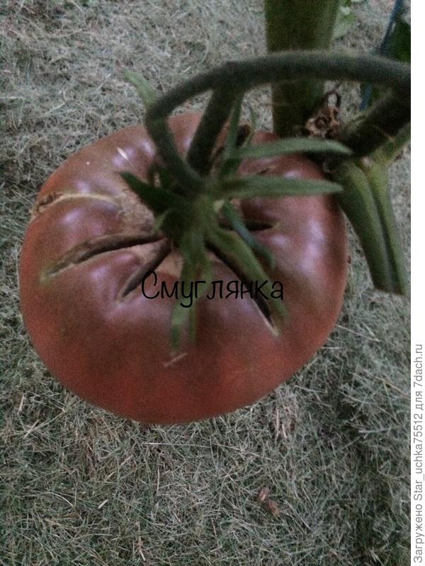 созрел