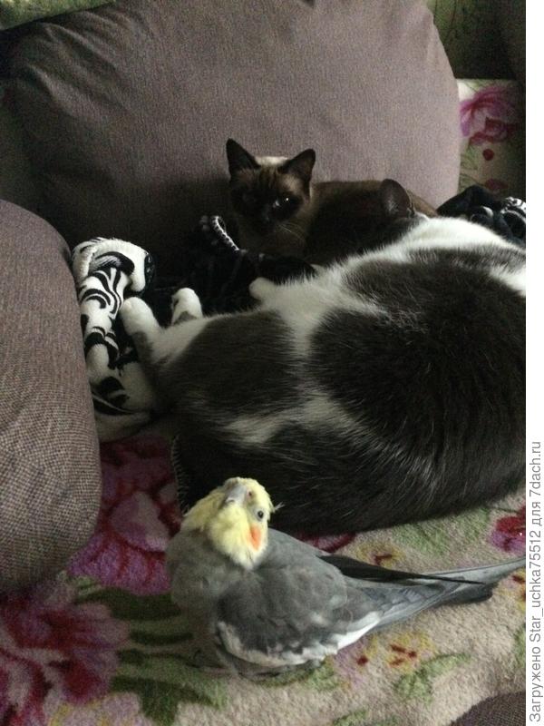 Присели на дорожку... Я, Мася и Ёша